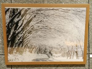 深耶馬渓のひさしもみじ