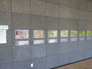 オープンギャラリーの黒い壁面に展示されている写真の様子